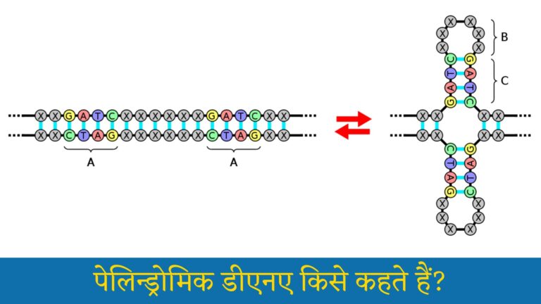 पेलिन्ड्रोमिक डीएनए किसे कहते हैं: Palindromic DNA Kya Hai