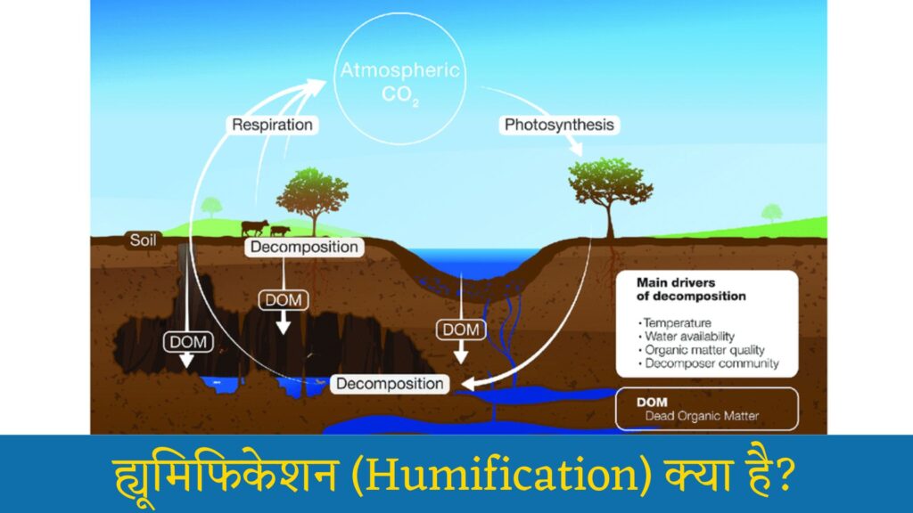 ह्यूमिफिकेशन क्या है: Humification Kya Hai